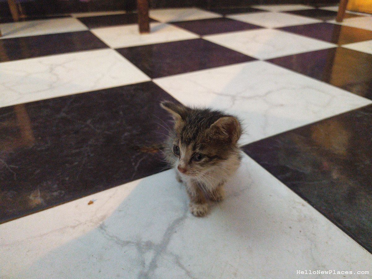kitten-walks-up kitten-walks-up